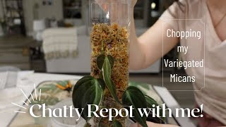 Late Night Chatty Repot | Chopping my Variegated Micans!
