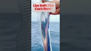 কক্সবাজারে পাওয়া গেল জ্যান্ত ছুরি মাছ। Live Knife Fish in Cox’s Bazar!