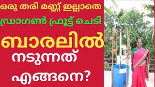 SOIL LESS DRAGON FRUIT FARMING. How to plant DRAGON PLANT without soil? മണ്ണില്ലാതെ ഡ്രാഗൺ ചെടി നടാം