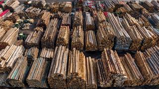 Secrets of Australian Hardwood Giants Production | How Master Sawmills Turn Raw Logs Into Lumber