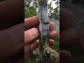 fruit tree grafting in an upside down t shape