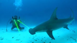 FACE À FACE AVEC UN REQUIN MARTEAU GÉANT - Cyril Chauquet