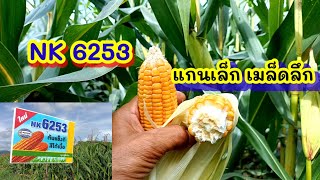 ข้าวโพด NK 6253 พันธุ์ยอดนิยม