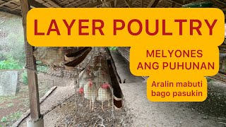 Layer poultry Aralin maigi bago pasukin