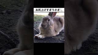 お尻上げすぎなうさぎ