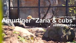 日常の風景（旭山動物園　アムールトラのザリアと３兄妹）~ Everyday scenery of Amur tiger parent and child ~