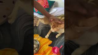 অনেকদিন পর মাম্মি খাইয়ে দিচ্ছে 😍 #viralvideos #catfunny #catlover #catvideos #catvideos #short #fyp