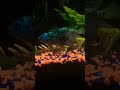 Electric blue JACK DEMPSEY