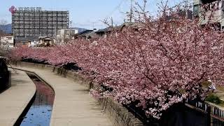 淀の河津桜（2021年2月27日　京都市伏見区）