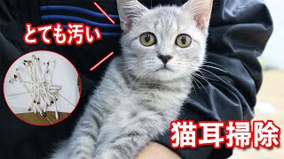 【猫耳掃除】耳がとてもだってた猫 、 猫は耳の体重症を持っててす。