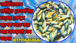 অরিজিনাল হাইব্রিড তেলাপিয়া চাষের ক্ষেত্রে ব্যাপক পরিমাণ লাভ করা যায় সকলেই চাষ করুন।