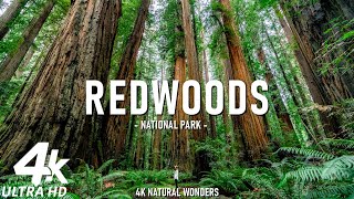 The Redwoods 4K – Towering Trees, Peaceful Trails, Nature’s Wonders - Calming Piano Music