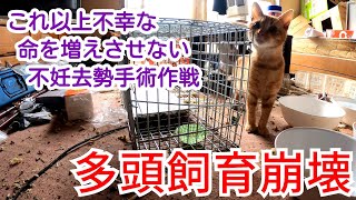 【多頭飼育崩壊】不幸な命をこれ以上増やさせない！不妊去勢手術大作戦