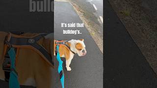 I’m out of breath with this bulldog! #englishbulldog #bulldog #petsvlog