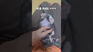 고양이 폭풍성장의 비밀 #고양이성장