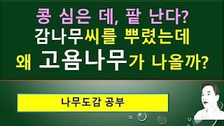 고욤나무 vs 감나무 : 고욤나무의 특징과 용도 : 배젖, 씨눈, 헛수술, 가웅예, ‘감쪽같다’의 어원.