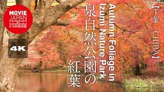 千葉　泉自然公園の紅葉  4K  Autumn Foliage in Izumi Nature Park