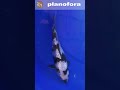 Tips menaikan warna sumi hitam pada ikan koi shiro dan showa