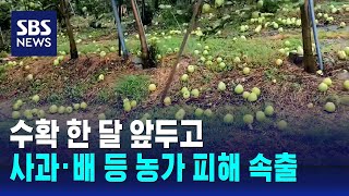 수확 한 달 앞두고…사과 · 배 등 농가 피해 속출 / SBS