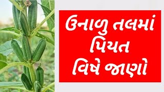 ઉનાળુ તલમાં પિયત વિષે જાણો | Sesame | Sesamum | Irritation #તલ #ખેડૂત #ખેતી #ખેતીવાડી #ઉનાળુપાક