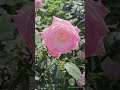 春バラ「夕霧」／japanese rose