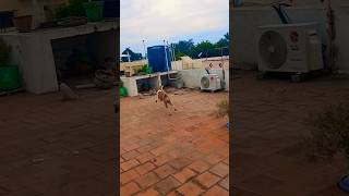 சமீபத்துல எல்லா பிரச்சனையும்......☺️☺️☺️☺️☺️☺️ dog 🐕 comedy 🐕 #trending #trendingshorts