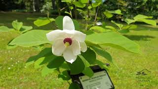 Magnolia sieboldii šácholan Sieboldův