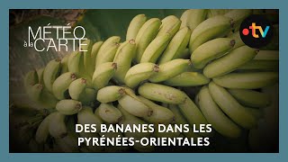 Insolite : des bananes dans les Pyrénées-Orientales