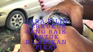 cara pilih terkukur  untuk di jadikan pikat