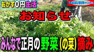 【おかず０円生活】正月（1/8）の野草（野菜＝の菜）摘みお知らせ