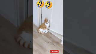 😃 😃 So Funny Cats🤣🤣🤣🤣🤣🤣 #cute #ytshorts #shorts  #youtubeshorts #funnycatvedio #lovelycat #dogsvedio