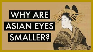 Why East Asian eyes are smaller (relatively) | Optometrist Explains