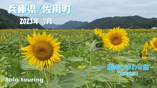 兵庫県/佐用町「南光ひまわり畑」に行ってきました。【2023.07.18】