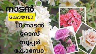 10 നാടൻ റോസ് കോമ്പോ സൂപ്പർ ഓഫർ #rose #rosenursery #rosegarden #garden #combo #sale