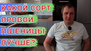 ВАЖНЫЕ НЬЮАНСЫ!! Выбор СОРТА Яровой Пшеницы.