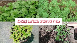 ಚಿಕ್ಕ ಜಾಗದಲ್ಲಿ ಹೇಗೆ ಸೊಪ್ಪು ತರಕಾರಿ ಬೇಳಿಬೌದು @ How to growth vegetable in small place