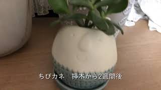 金のなる木の植え替えと剪定。その後の成長の様子