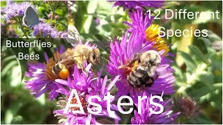 Backyard garden Pollinators on  Asters