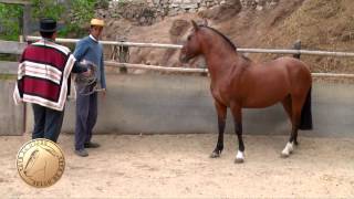 SELLO DE RAZA CABALLOS CHILENOS criadero la espuelita II.mp4