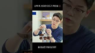 산책 후 진드기 확인법 알려드려요! (feat. 세상이) #shorts