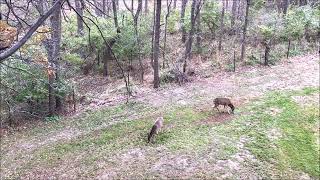 Whitetail Deer vs Black Panther