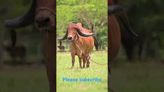 इतनी सुंदर गाय माता नहीं देखी होगी || beautiful Gaye Mata || shorts video