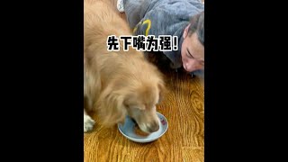 辛巴🐶：先下嘴为强！ #金毛  #萌宠出道计划   #万物可爱计划  #宅家治愈记 #金毛 #pets #萌宠