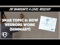 SNAB topic 8: how neurons work (summary)