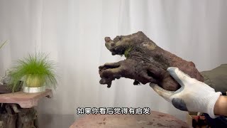 榔榆下山桩如何杀桩？怎样栽成活率高？很实用！赶紧看看