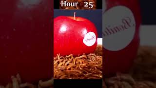 An Apple vs Meal Worms  |@photoowltimelaps #viral #short #timelapse #mealworms #apple