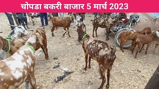 चोपडा बकरी बाजार 5 मार्च 2023 | goat market in Maharashtra | chopda bakari market #chopda