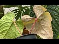 New plant/ Anthurium Luxurian x Anthurium Dressleri/ Hybrid/ Rare