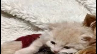 【猫 保護】お母さんを探し、大声で鳴いていた子猫達