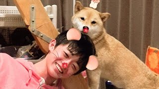 とにかく長兄と一緒にいたい柴犬（次兄涙目）